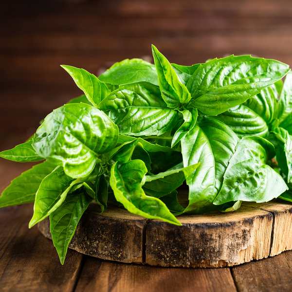 Basil Essential Oil (Comoros)