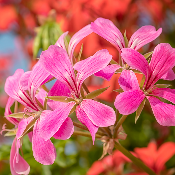 Geranium Essential Oil (Egyptian)