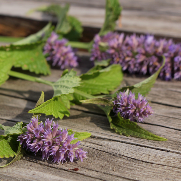 Patchouli Essential Oil (East Indian)