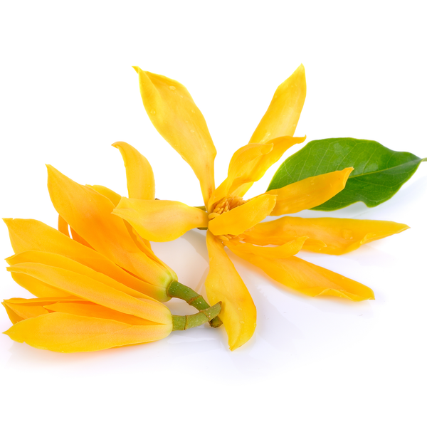 Ylang Ylang Essential Oil